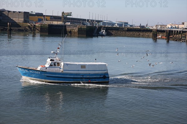 France, region nord, pas de calais, boulogne sur mer, port, chalutier de retour de peche, mouettes, goelands,