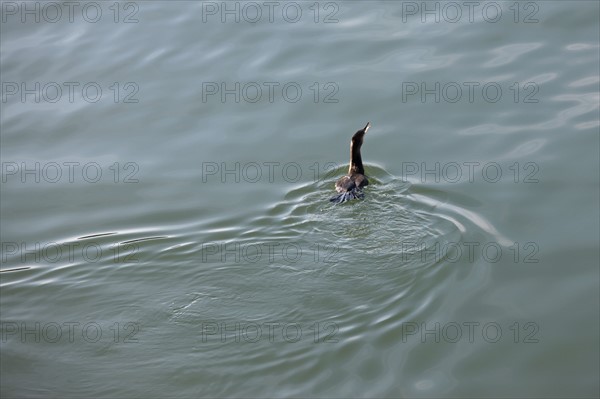 France, region nord, pas de calais, boulogne sur mer, canards, port, peche, plaisance, promenade j.muselet, grand cormoran, oiseau,