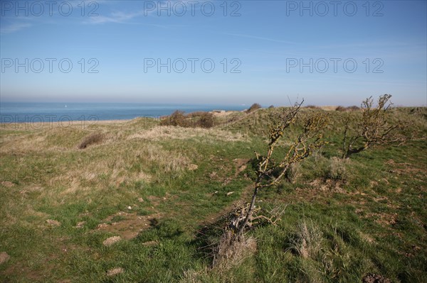 France, region nord, pas de calais, cote d'opale, cap gris nez, falaises, panorama, cross gris nez, mer du nord, signalisation GR, randonnee, sentier, arbres,