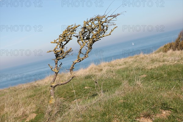 France, region nord, pas de calais, cote d'opale, cap gris nez, falaises, panorama, cross gris nez, mer du nord, signalisation GR, randonnee, sentier, arbres,