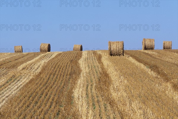 France, region pays de loire, sarthe, sud, agriculture, champ, paille, roundballers, ferme,