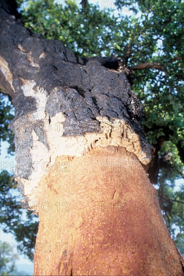 France, region paca, var, route des cretes, massif des maures, chene liege, arbre, detail matiere, tronc, ecorce,