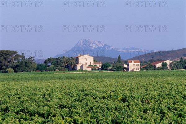France, region paca, var, massif des maures, vignobles de cotes de provence, vigne, vin, montagne, le coudon,