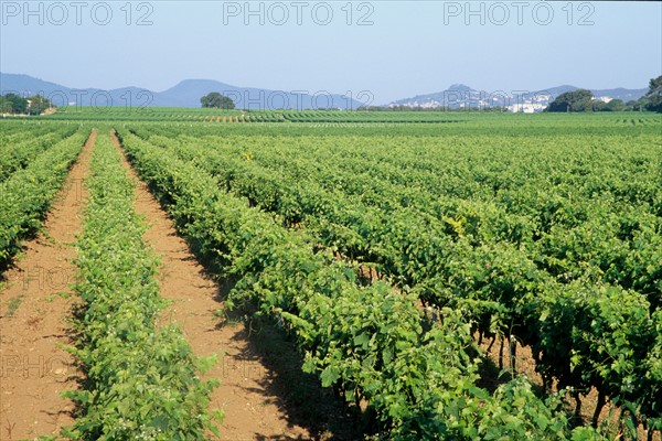 France, massif des maures