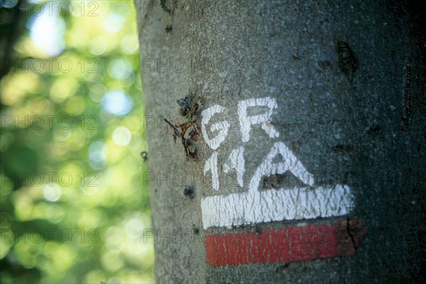 France, region picardie, aisne, foret de retz, arbre, signalisation du chemin de grande randonnee, marquage rouge et blanc, GR 11a,