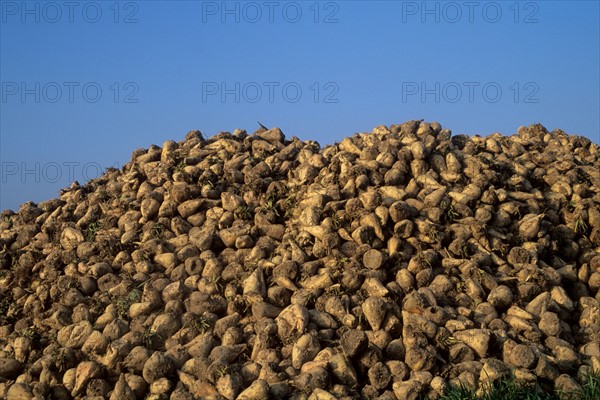 France, region picardie, paysage du valois, agriculture, tas de betteraves sucrieres, agro alimentaire,