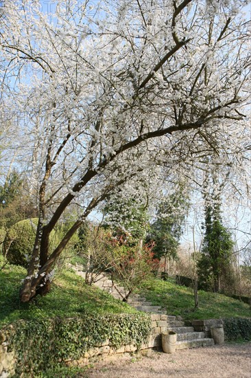 France, Haute Normandie, eure, vallee de la seine, giverny, ancien hotel baudy, restaurant, auberge, claude monet, jardin, fleurs, impressionnistes, peinture, jardin, arbres en fleurs,