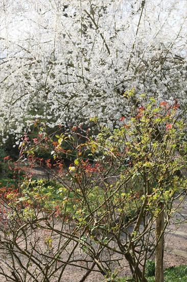 France, Haute Normandie, eure, vallee de la seine, giverny, ancien hotel baudy, restaurant, auberge, claude monet, jardin, fleurs, impressionnistes, peinture, jardin,