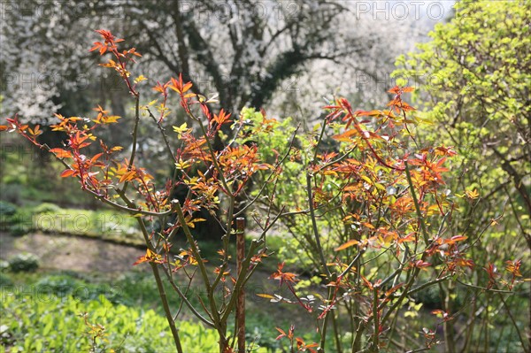 France, Haute Normandie, eure, vallee de la seine, giverny, ancien hotel baudy, restaurant, auberge, claude monet, jardin, fleurs, impressionnistes, peinture, jardin,