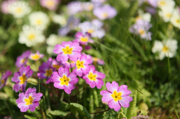 France, Haute Normandie, eure, vallee de la seine, giverny, ancien hotel baudy, restaurant, auberge, claude monet, jardin, fleurs, impressionnistes, peinture, fleurs, jardin, primeveres,