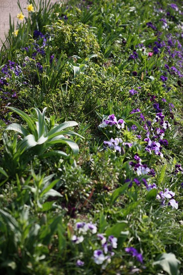 France, Haute Normandie, eure, vallee de la seine, giverny, maison de claude monet, jardin, fleurs, impressionnistes, peinture, chef jardinier gilbert vahe, pensees,