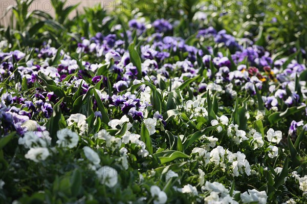 France, Haute Normandie, eure, vallee de la seine, giverny, maison de claude monet, jardin, fleurs, impressionnistes, peinture, chef jardinier gilbert vahe, pensees,