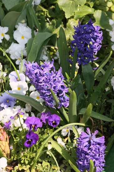 France, Haute Normandie, eure, vallee de la seine, giverny, maison de claude monet, jardin, fleurs, impressionnistes, peinture, jacinthes, pensees, chef jardinier gilbert vahe,