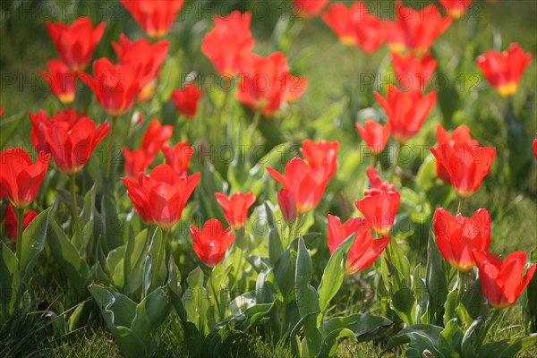 France, Haute Normandie, eure, vallee de la seine, giverny, maison de claude monet, jardin, fleurs, impressionnistes, peinture, tulipes, chef jardinier gilbert vahe,