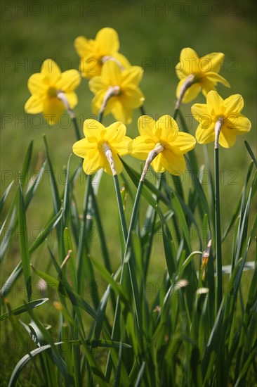 France, Haute Normandie, eure, vallee de la seine, giverny, maison de claude monet, jardin, fleurs, impressionnistes, peinture, jonquilles, chef jardinier gilbert vahe,