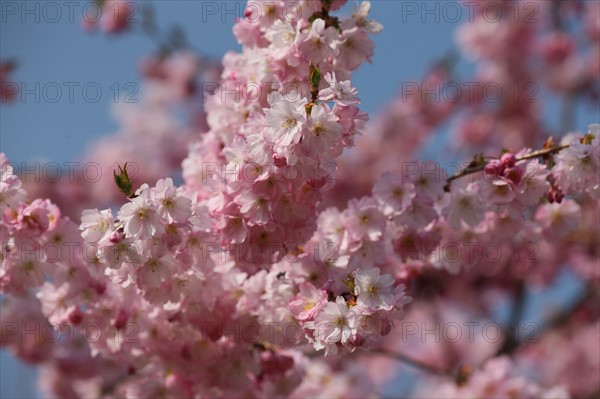 France, Haute Normandie, eure, vallee de la seine, giverny, maison de claude monet, jardin, fleurs, impressionnistes, peinture, serres, chef jardinier gilbert vahe,