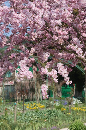 France, Haute Normandie, eure, vallee de la seine, giverny, maison de claude monet, jardin, fleurs, impressionnistes, peinture, serres, chef jardinier gilbert vahe,