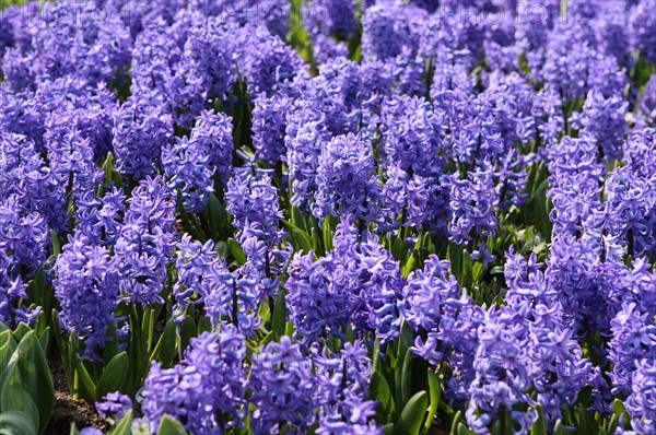 France, Haute Normandie, eure, vallee de la seine, giverny, musee des impressionnismes, anciennement musee d'art americain, fleurs, jacinthes, jardin, impressionnistes, peinture,