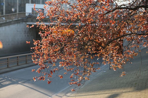 France, ile de france, paris 15e arrondissement, avenue du maine, tunnel routier, automobile, arbre en fleurs, printemps, rue, voie express, tour montparnasse,