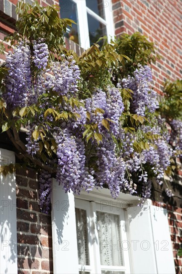 France, Haute Normandie, eure, le bec hellouin, glycine sur une facade de maison, detail, pierre, plus beaux villages de france,