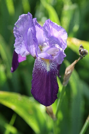 France, Haute Normandie, eure, le bec hellouin, abbaye, detail, iris, plus beaux villages de france,