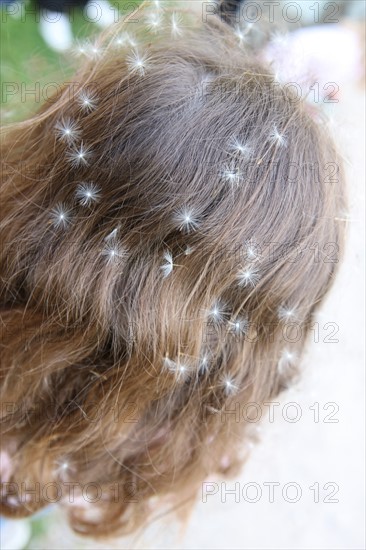 France, Haute Normandie, eure, enfant 7 ans, graines de pisselit dans les cheveux, etoiles,