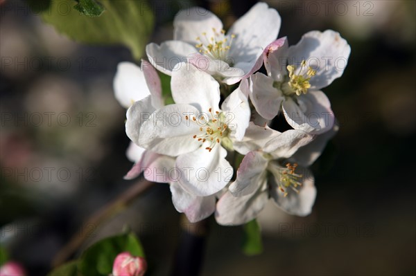 France, Haute Normandie, eure, bretigny, fleurs de pommier, verger basse tige, agriculture, cidre, calva, arbre fleuri, printemps, culture cidricole, floraison,