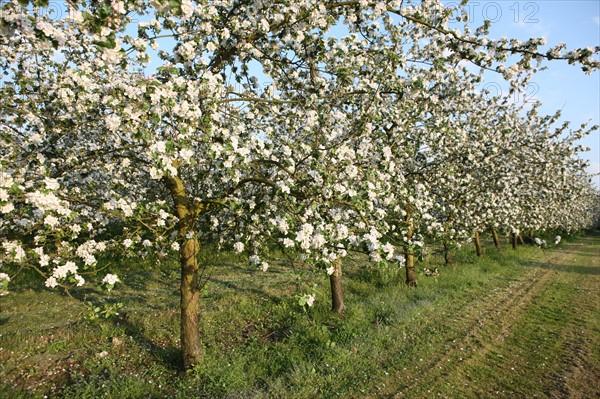 France, Haute Normandie, eure, bretigny, fleurs de pommier, verger basse tige, agriculture, cidre, calva, arbre fleuri, printemps, culture cidricole, floraison,