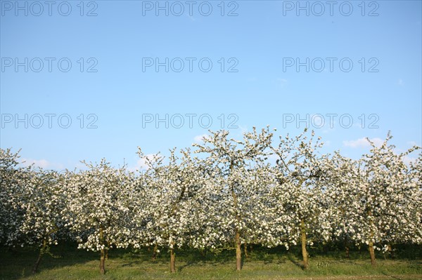 France, Haute Normandie, eure, bretigny, fleurs de pommier, verger basse tige, agriculture, cidre, calva, arbre fleuri, printemps, culture cidricole, floraison,