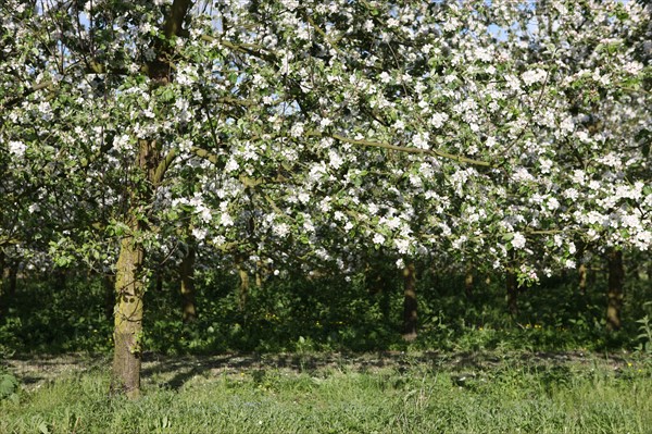 France, Haute Normandie, eure, bretigny, fleurs de pommier, verger basse tige, agriculture, cidre, calva, arbre fleuri, printemps, culture cidricole, floraison,