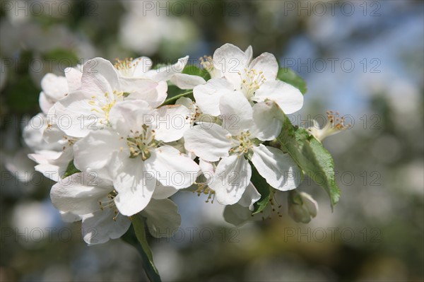 France, Haute Normandie, eure, bretigny, fleurs de pommier, verger basse tige, agriculture, cidre, calva, arbre fleuri, printemps, culture cidricole, floraison,