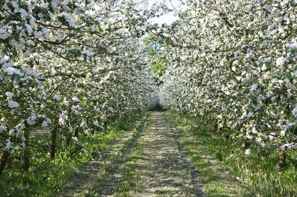 France, Haute Normandie, eure, bretigny, fleurs de pommier, verger basse tige, agriculture, cidre, calva, arbre fleuri, printemps, culture cidricole, floraison,