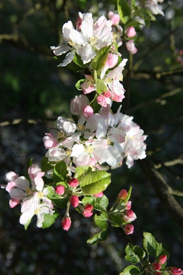 France, Haute Normandie, eure, bretigny, fleurs de pommier, verger basse tige, agriculture, cidre, calva, arbre fleuri, printemps, culture cidricole, floraison,