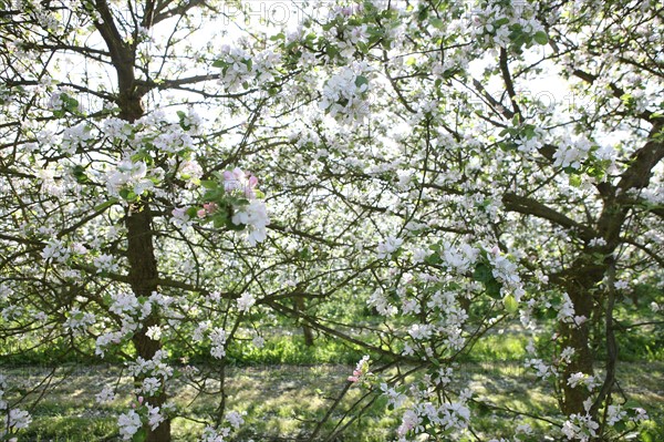 France, Haute Normandie, eure, bretigny, fleurs de pommier, verger basse tige, agriculture, cidre, calva, arbre fleuri, printemps, culture cidricole, floraison,