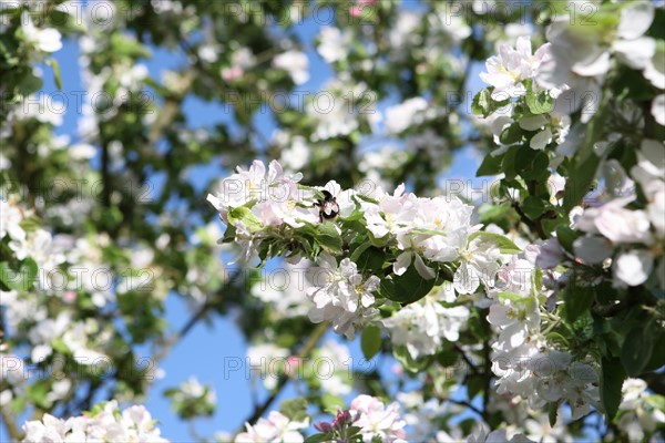 France, Haute Normandie, eure, bretigny, fleurs de pommier, verger basse tige, agriculture, cidre, calva, arbre fleuri, printemps, culture cidricole, floraison, bourdon butinant,