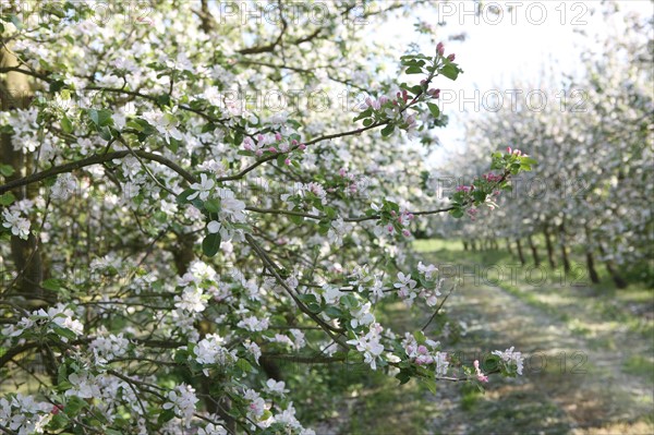 France, Haute Normandie, eure, bretigny, fleurs de pommier, verger basse tige, agriculture, cidre, calva, arbre fleuri, printemps, culture cidricole, floraison,