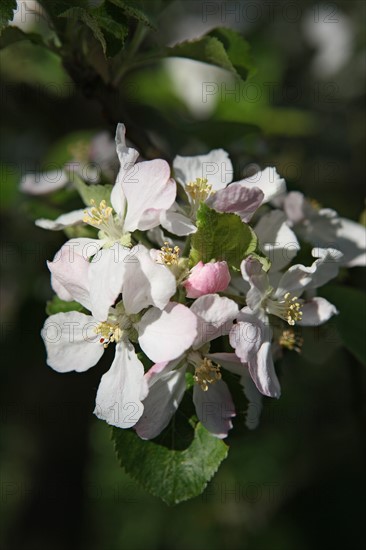 France, Haute Normandie, eure, bretigny, fleurs de pommier, verger basse tige, agriculture, cidre, calva, arbre fleuri, printemps, culture cidricole, floraison,