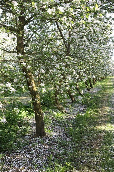 France, Haute Normandie, eure, bretigny, fleurs de pommier, verger basse tige, agriculture, cidre, calva, arbre fleuri, printemps, culture cidricole, floraison,