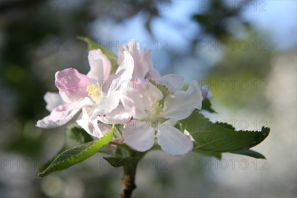 France, Haute Normandie, eure, bretigny, fleurs de pommier, verger basse tige, agriculture, cidre, calva, arbre fleuri, printemps, culture cidricole, floraison,