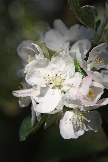 France, Haute Normandie, eure, bretigny, fleurs de pommier, verger basse tige, agriculture, cidre, calva, arbre fleuri, printemps, culture cidricole, floraison,