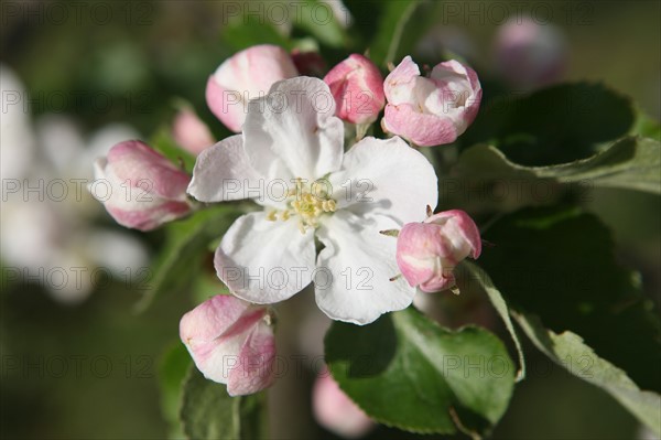 France, Haute Normandie, eure, bretigny, fleurs de pommier, verger basse tige, agriculture, cidre, calva, arbre fleuri, printemps, culture cidricole, floraison,