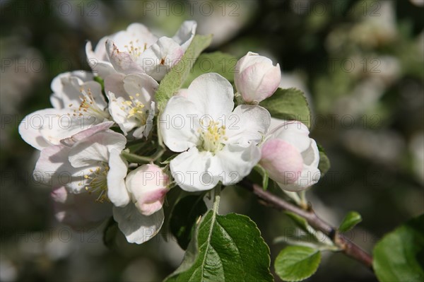 France, Haute Normandie, eure, bretigny, fleurs de pommier, verger basse tige, agriculture, cidre, calva, arbre fleuri, printemps, culture cidricole, floraison,