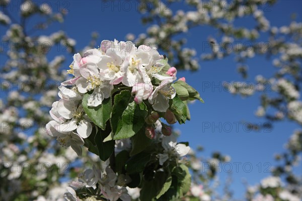 France, Haute Normandie, eure, bretigny, fleurs de pommier, verger basse tige, agriculture, cidre, calva, arbre fleuri, printemps, culture cidricole, floraison,