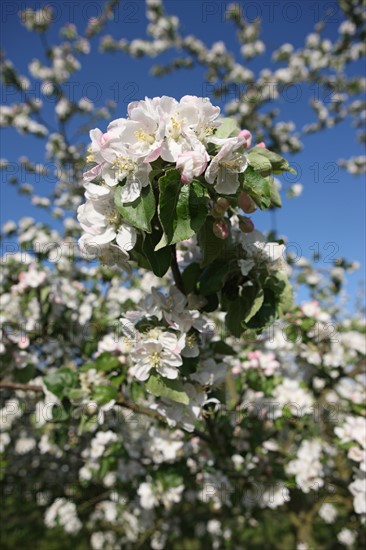 France, Haute Normandie, eure, bretigny, fleurs de pommier, verger basse tige, agriculture, cidre, calva, arbre fleuri, printemps, culture cidricole, floraison,