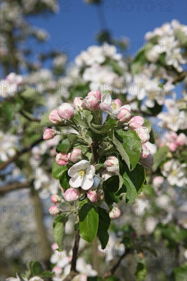 France, Haute Normandie, eure, bretigny, fleurs de pommier, verger basse tige, agriculture, cidre, calva, arbre fleuri, printemps, culture cidricole, floraison,