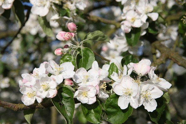 France, Haute Normandie, eure, bretigny, fleurs de pommier, verger basse tige, agriculture, cidre, calva, arbre fleuri, printemps, culture cidricole, floraison,