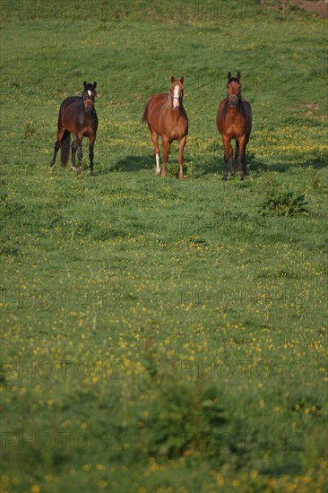 France, Basse Normandie, calvados, pays d'auge, pays de cambremer, route du cidre, rumesnil, paysage, haras, chevaux, elevage, champ,