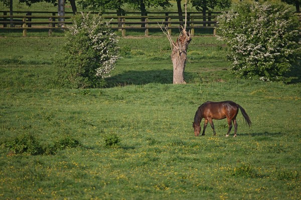 France, Basse Normandie, calvados, pays d'auge, pays de cambremer, route du cidre, rumesnil, paysage, haras, chevaux, elevage, champ,