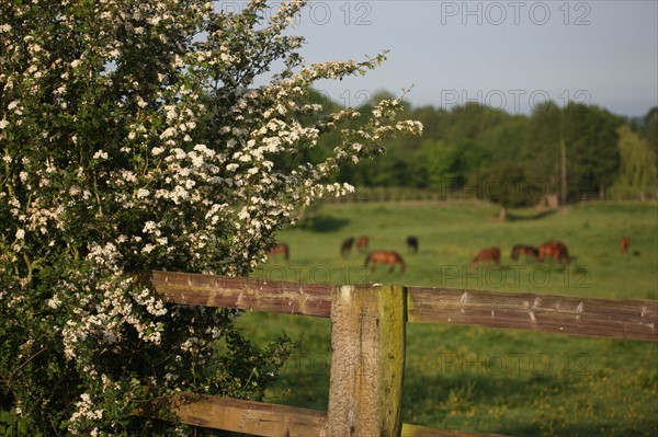 France, Basse Normandie, calvados, pays d'auge, pays de cambremer, route du cidre, rumesnil, paysage, haras, chevaux, elevage, champ, cloture, aubepine,