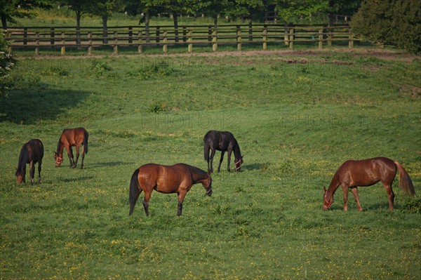 France, Basse Normandie, calvados, pays d'auge, pays de cambremer, route du cidre, rumesnil, paysage, haras, chevaux, elevage, champ,